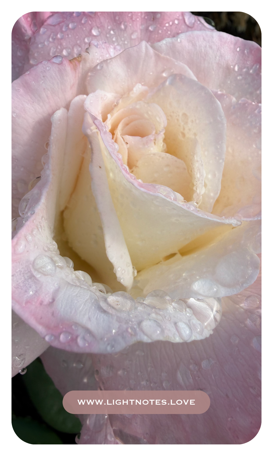 The Rosewater Ritual Set