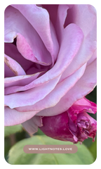 The Rosewater Ritual Set