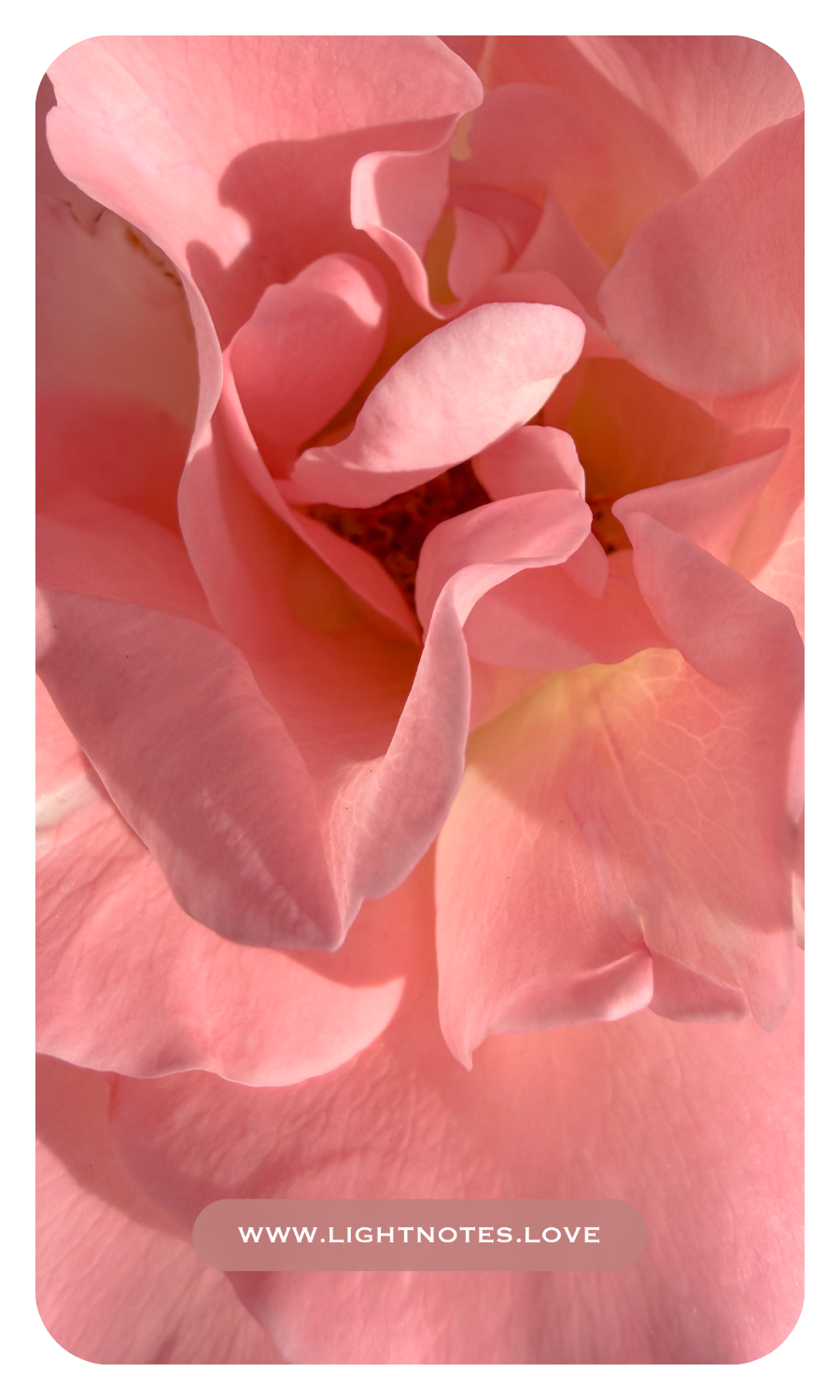 The Rosewater Ritual Set